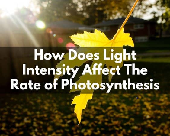 How Does Light Intensity Affect The Rate of Photosynthesis